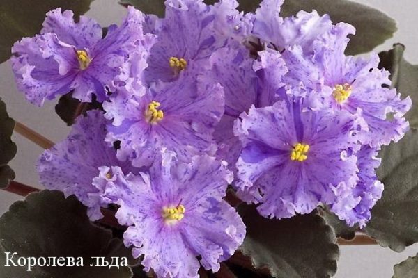 Ирландская Фото Фиалки